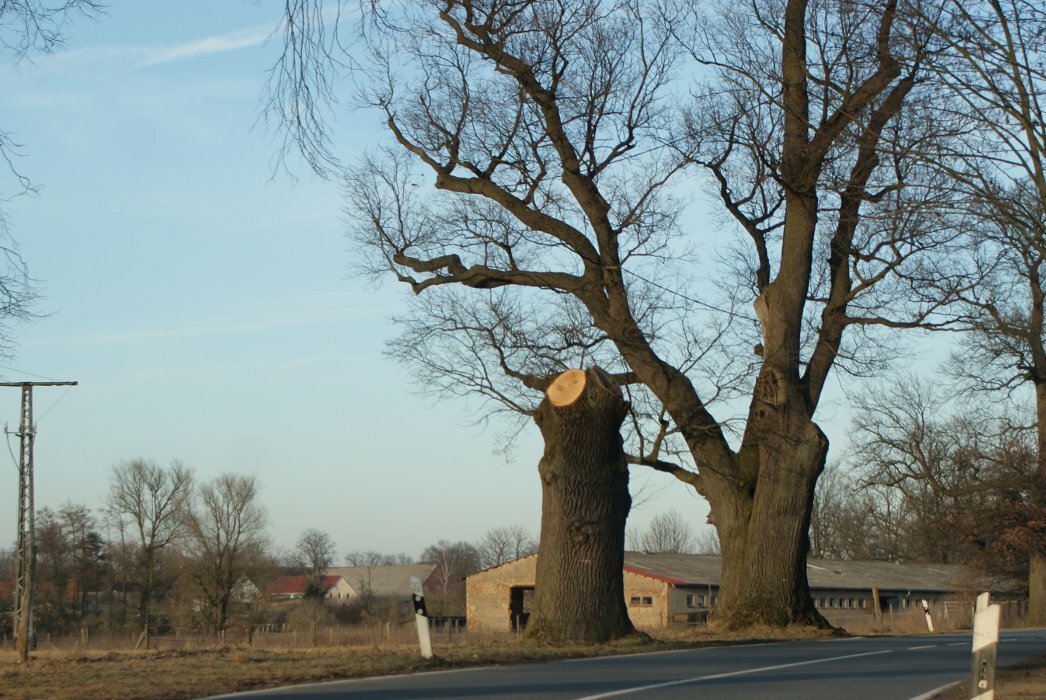 die Brennholzmafia arbeitet in Oberhavel