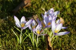 blumen