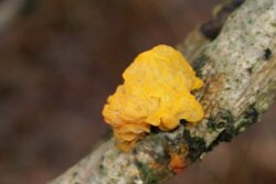 pilze